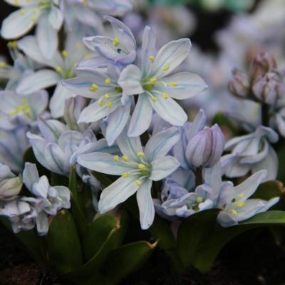 scilla-mischtschenkoana-tubergeniana