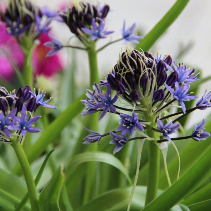 Scilla peruviana plant