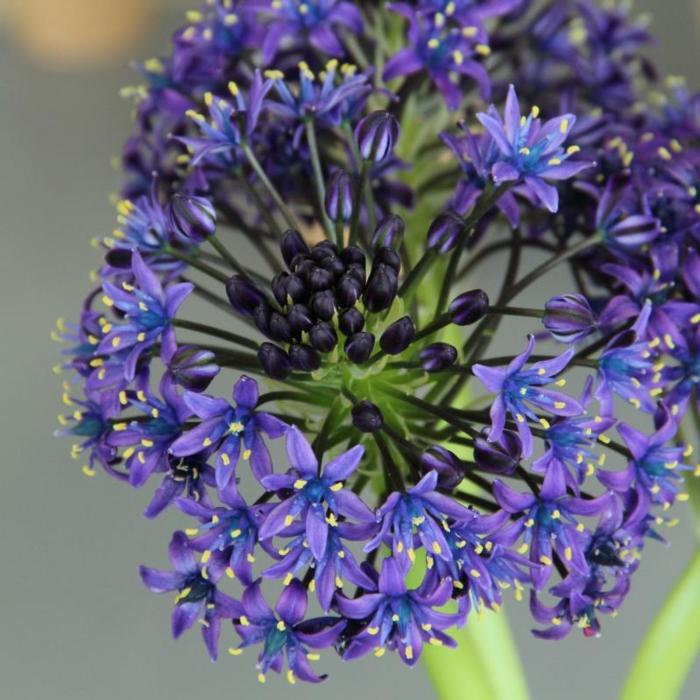 Scilla peruviana plant