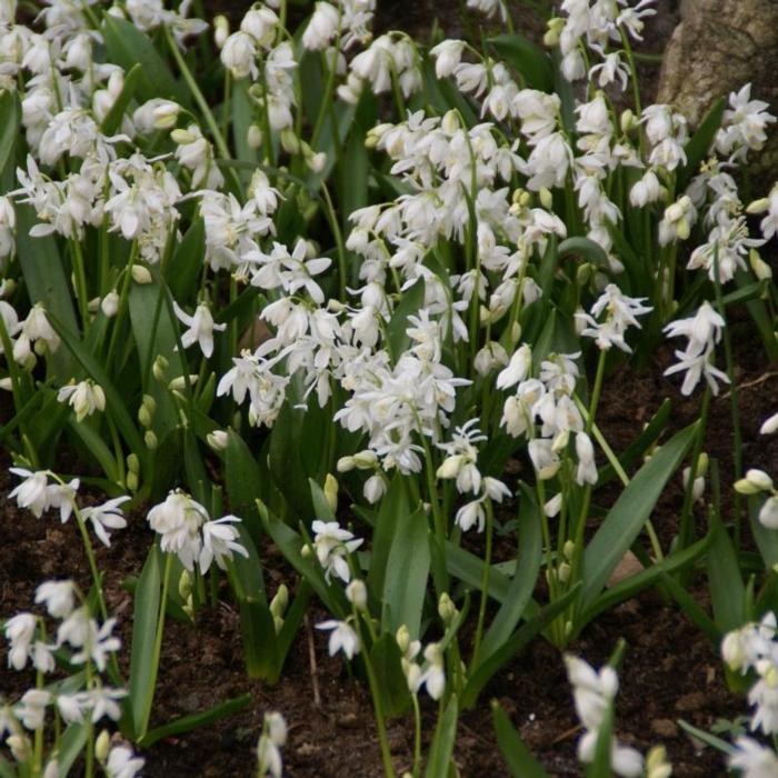 Scilla siberica 'Alba' plant