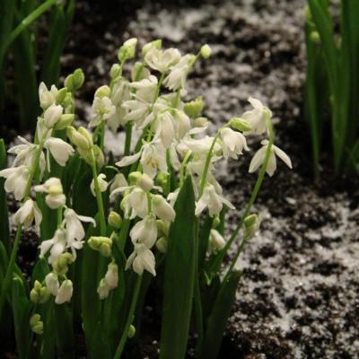 scilla-siberica-alba