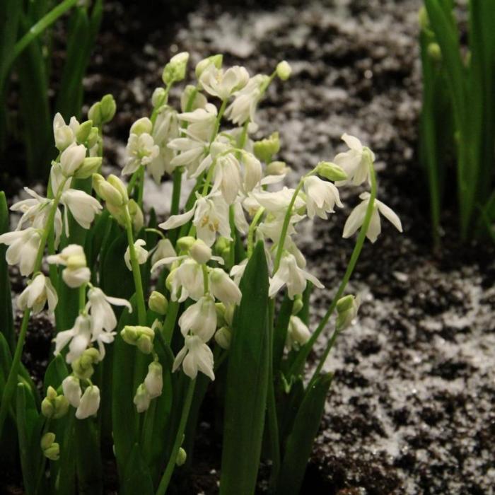 Scilla siberica 'Alba' plant