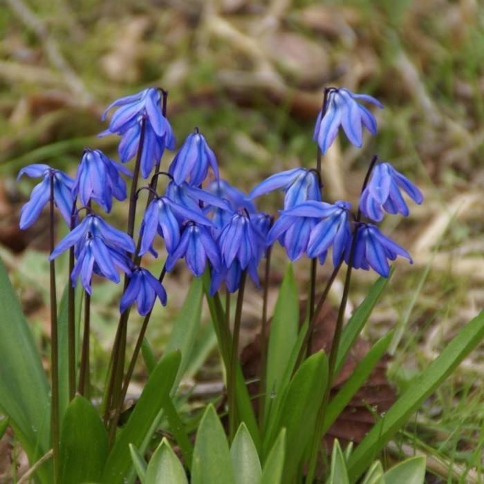 Scilla siberica plant