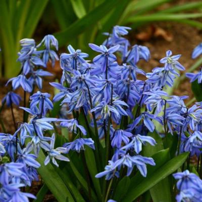 scilla-siberica