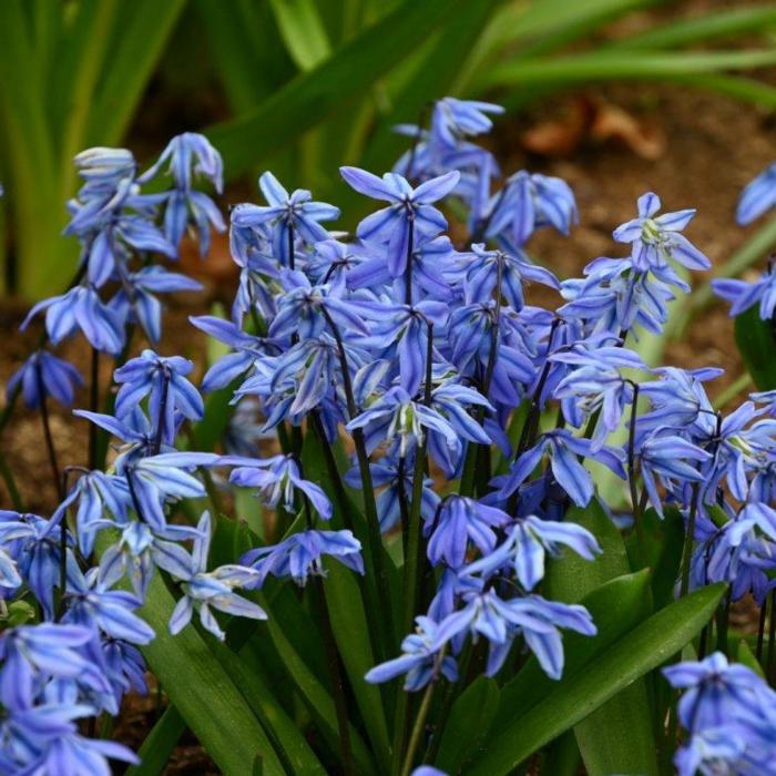 Scilla siberica plant