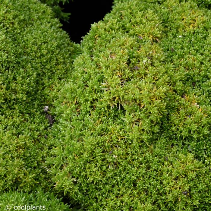 Scleranthus biflorus plant