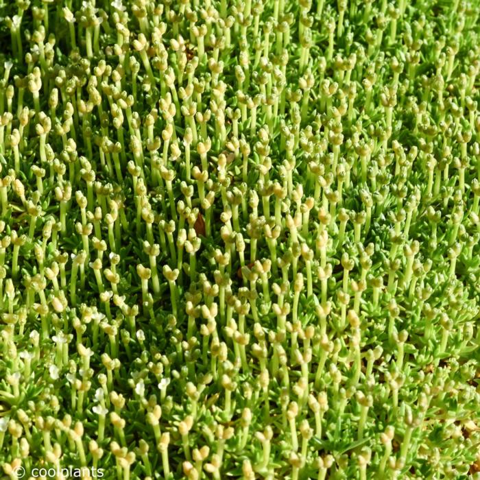 Scleranthus biflorus plant