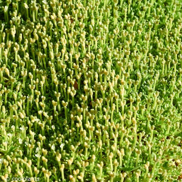 Scleranthus biflorus plant