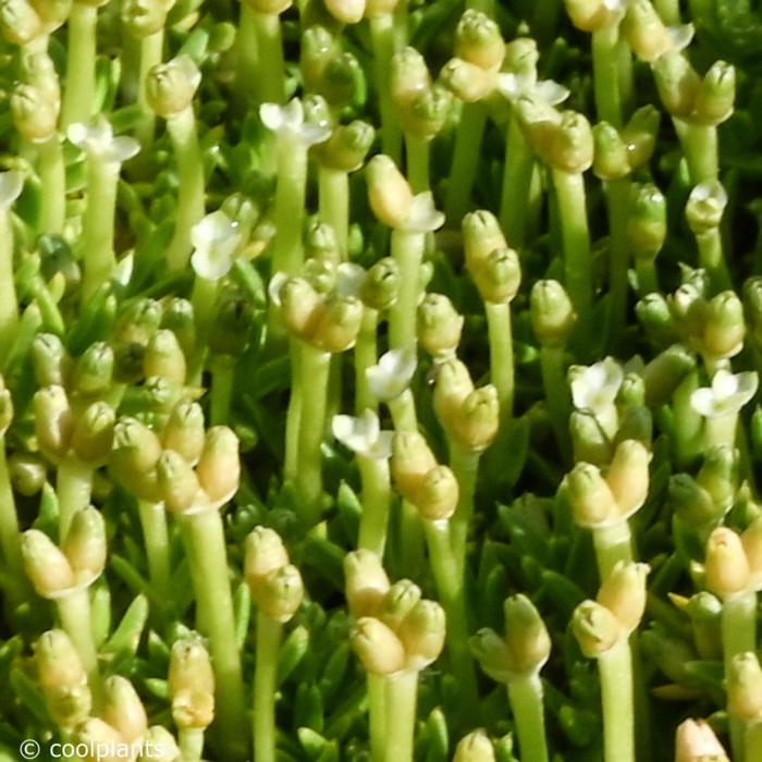 Scleranthus biflorus plant