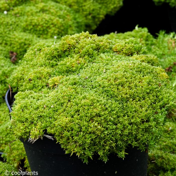 Scleranthus biflorus plant