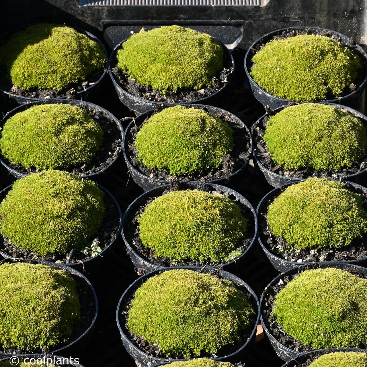 scleranthus-uniflorus-bronze-form Scleranthus uniflorus Bronze Form plant