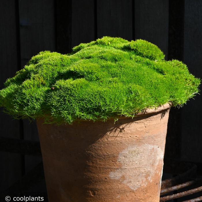 Scleranthus uniflorus plant