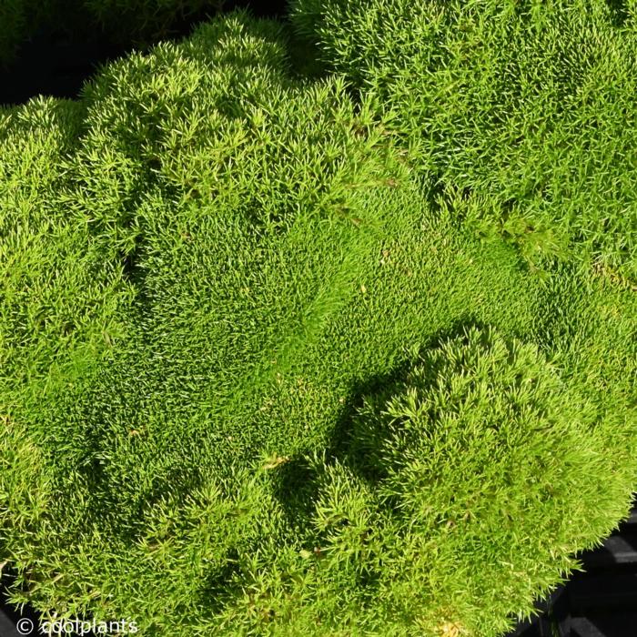 Scleranthus uniflorus plant