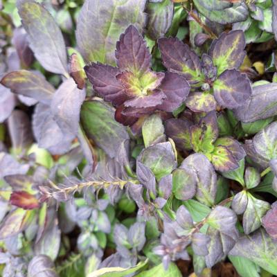 Scutellaria 'Appalachian Blues'
