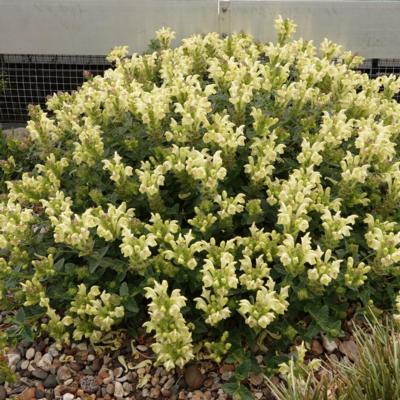 scutellaria-sevenensis