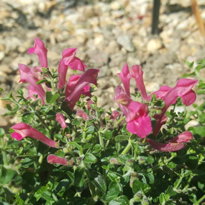 Scutellaria suffrutescens 'Texas Rose' plant