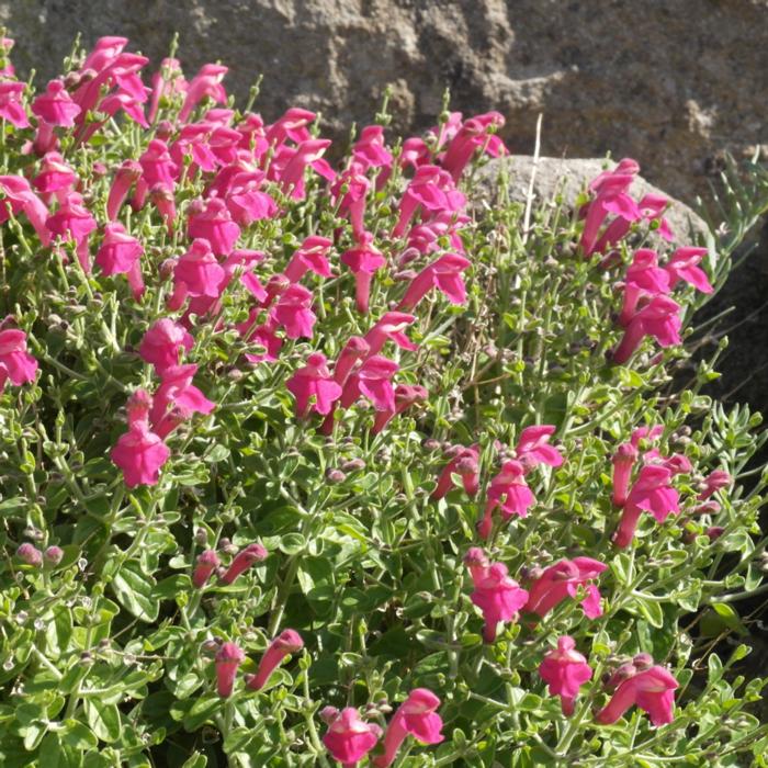 Scutellaria suffrutescens 'Texas Rose' plant