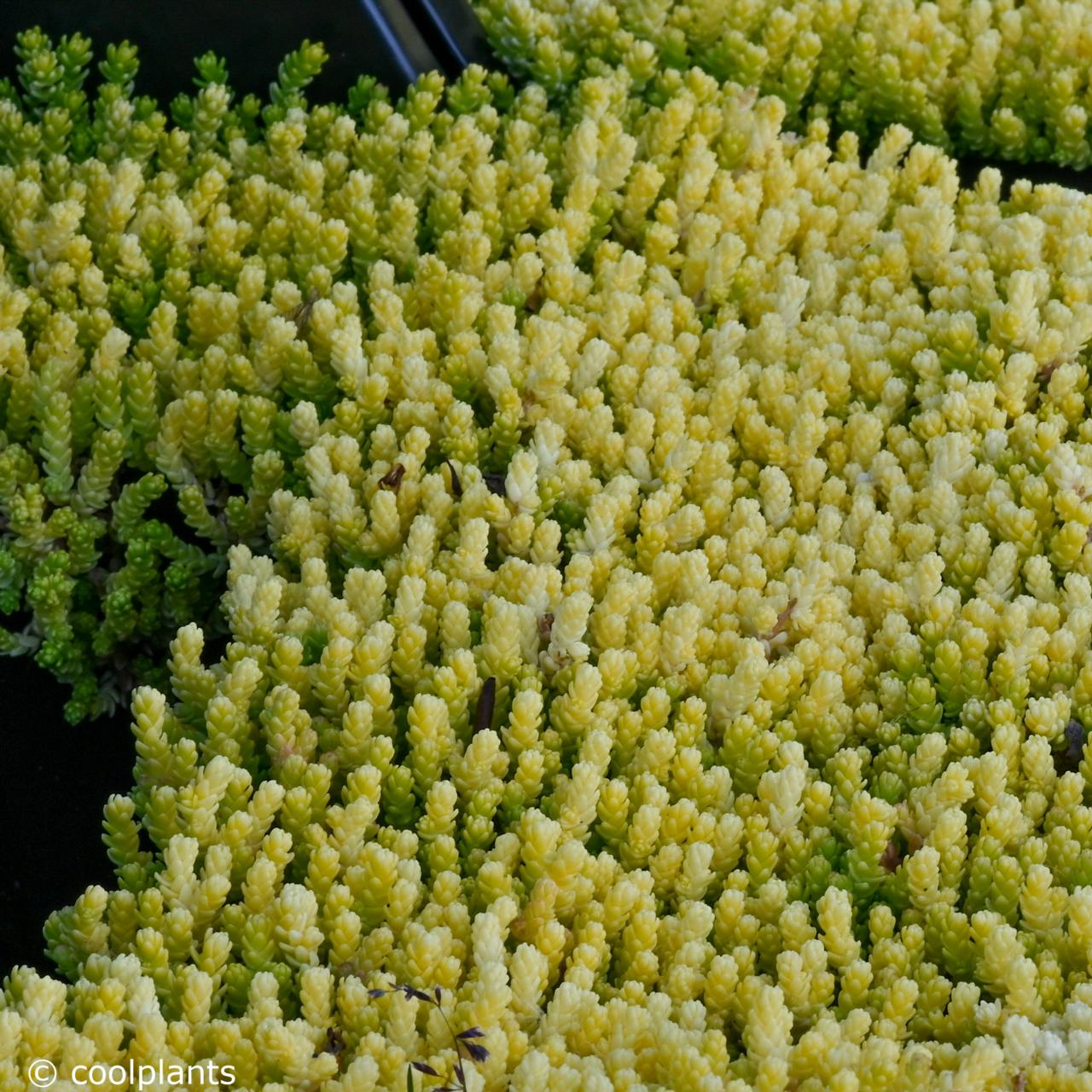 Sedum acre 'Yellow Queen' plant