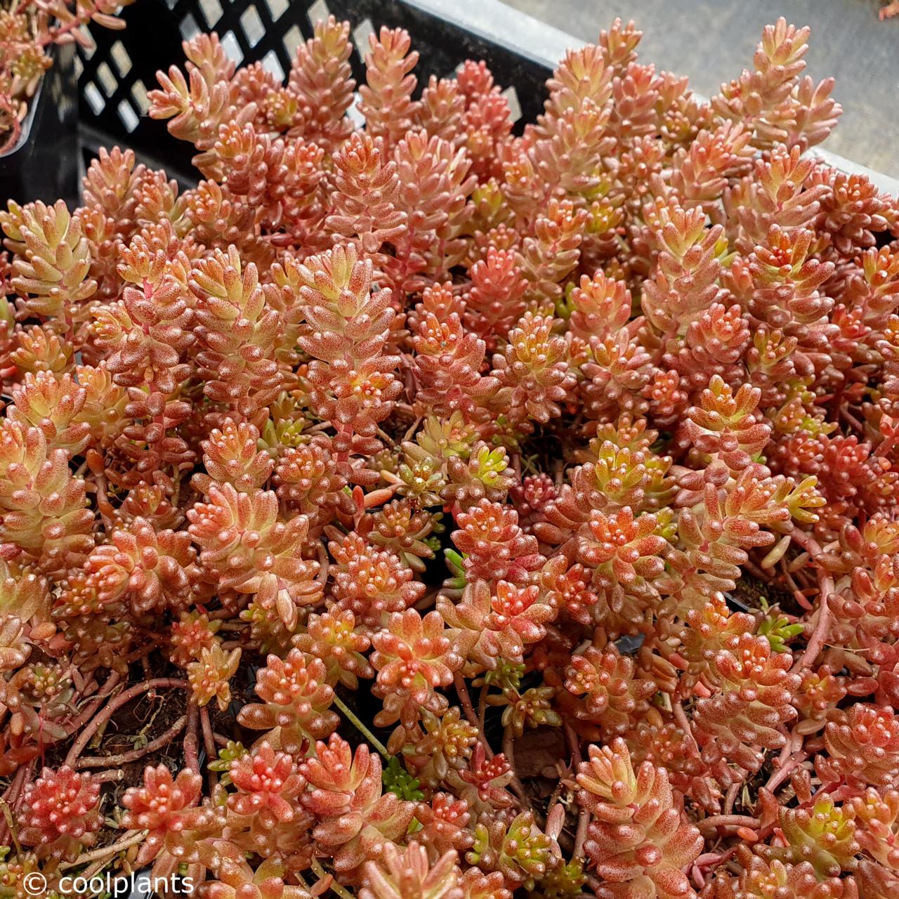 sedum album 'coral carpet' - kaufen sie pflanzen bei coolplants