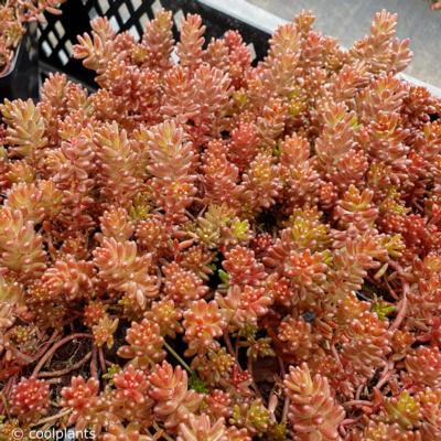 sedum-album-coral-carpet