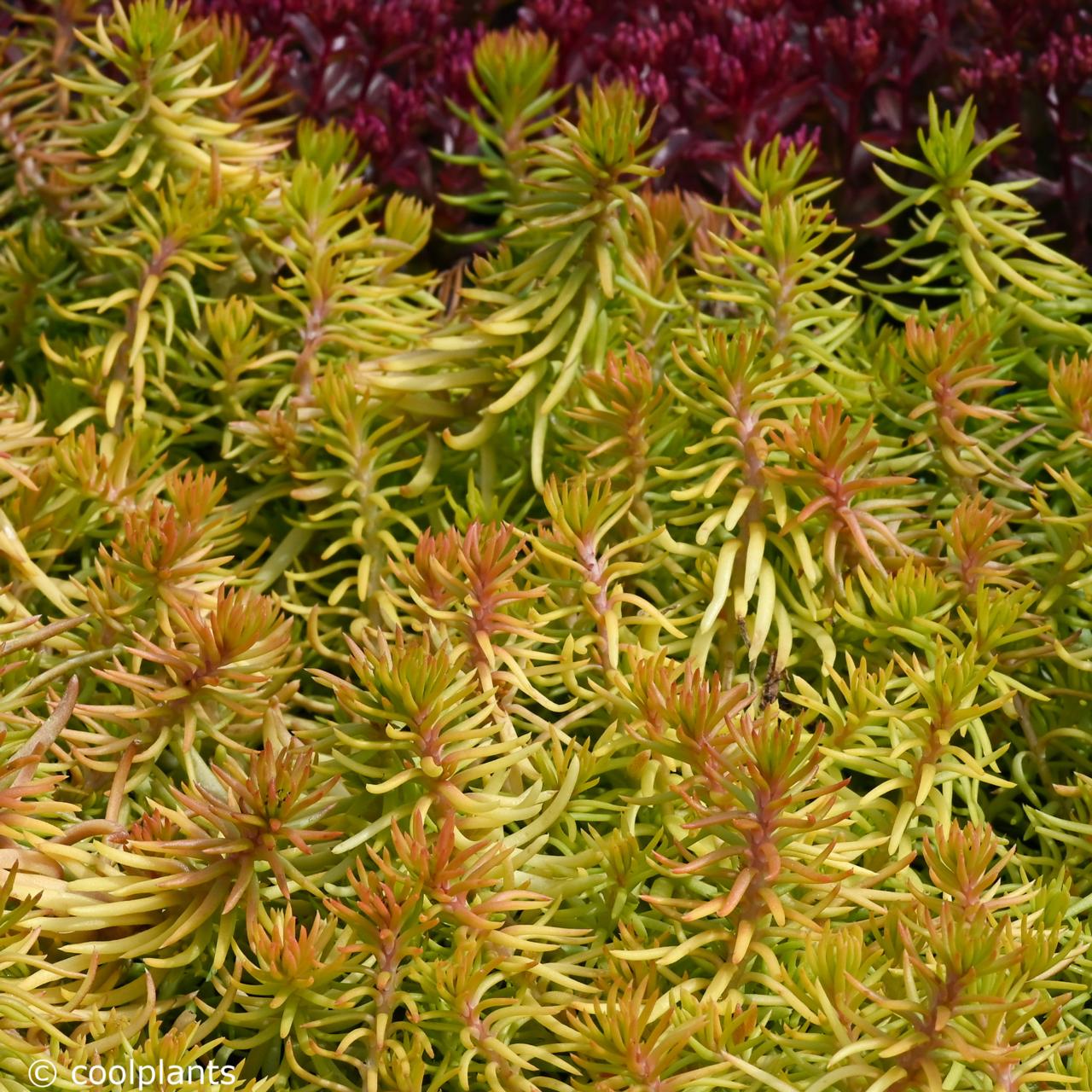 Sedum 'Angelina' plant