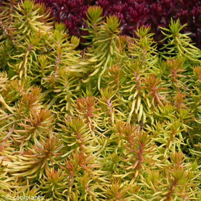 Sedum 'Angelina'