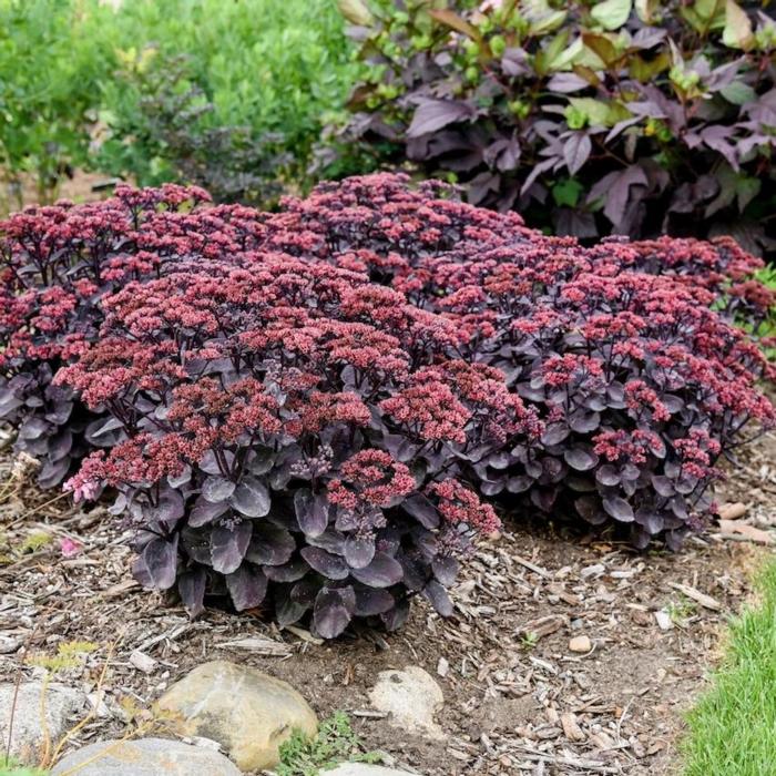 Sedum 'Back in Black' plant