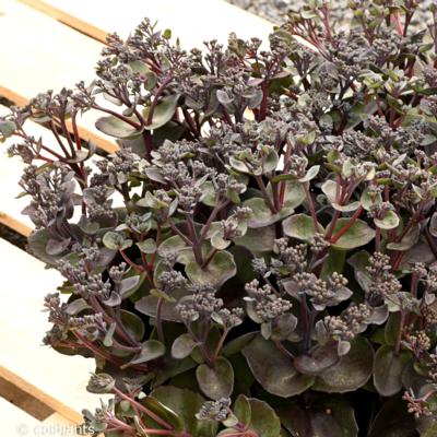 sedum-back-in-black