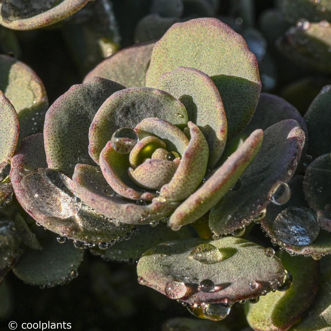 Sedum cauticola 'Coca Cola' plant