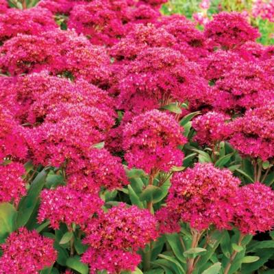 sedum-class-act