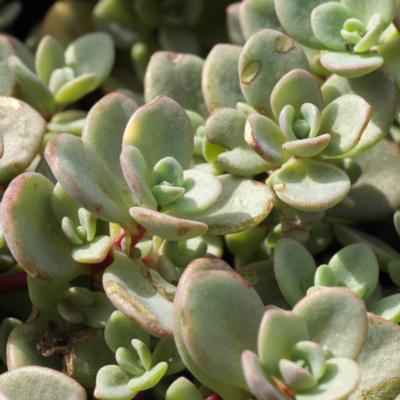 sedum-cyaneum-sachalin