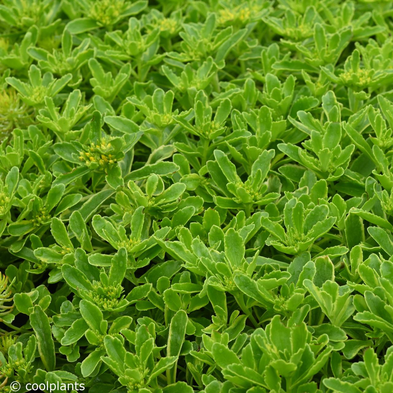 Sedum ellacombianum 'Cutting Edge' plant