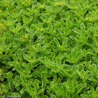 sedum-ellacombianum-cutting-edge