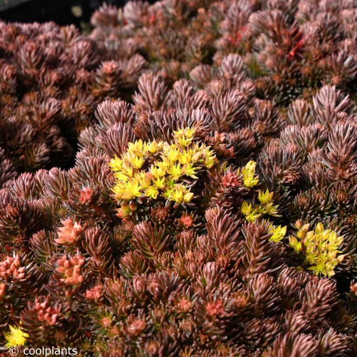 Sedum hakonense 'Chocolate Ball' plant