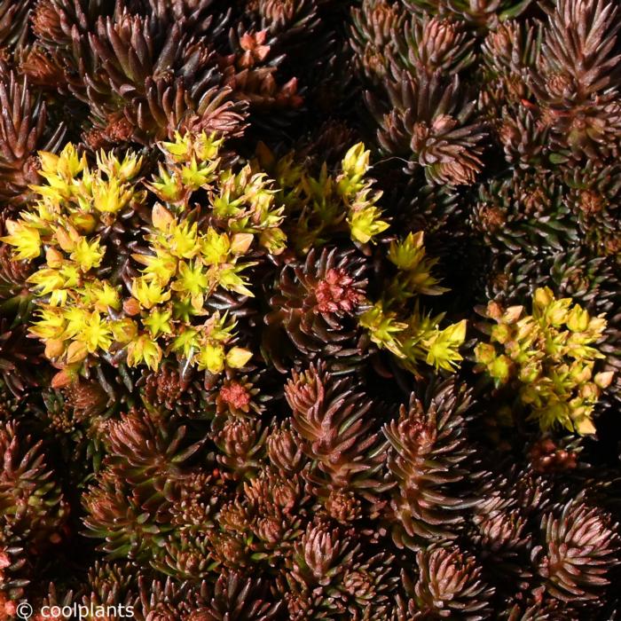 Sedum hakonense 'Chocolate Ball' plant