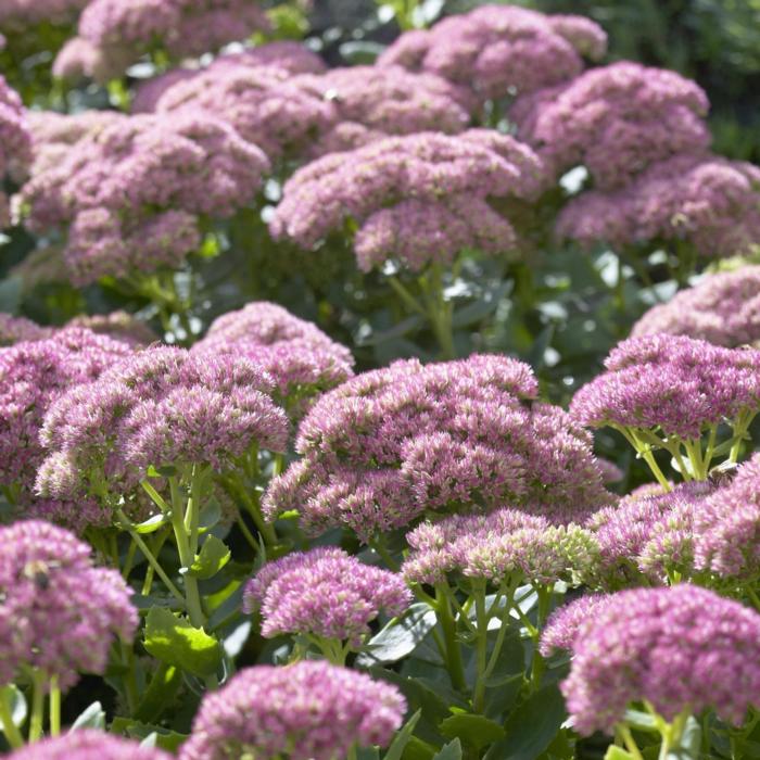 Sedum 'Herbstfreude' plant