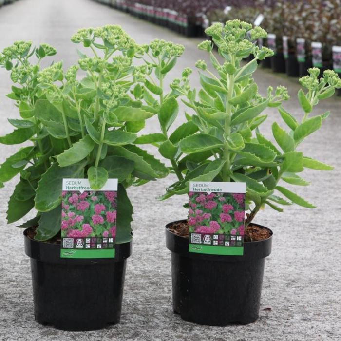 Sedum 'Herbstfreude' plant