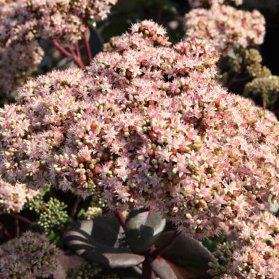 sedum-matrona