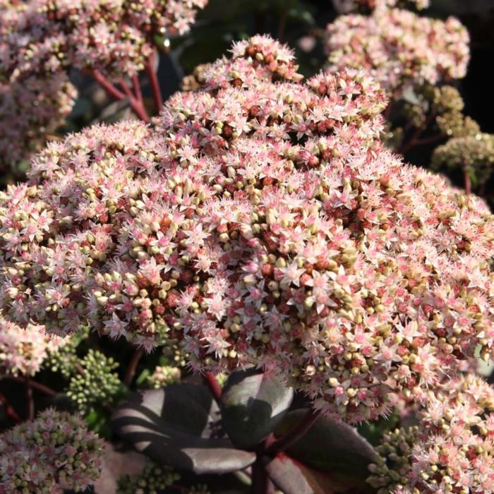 Sedum 'Matrona' plant