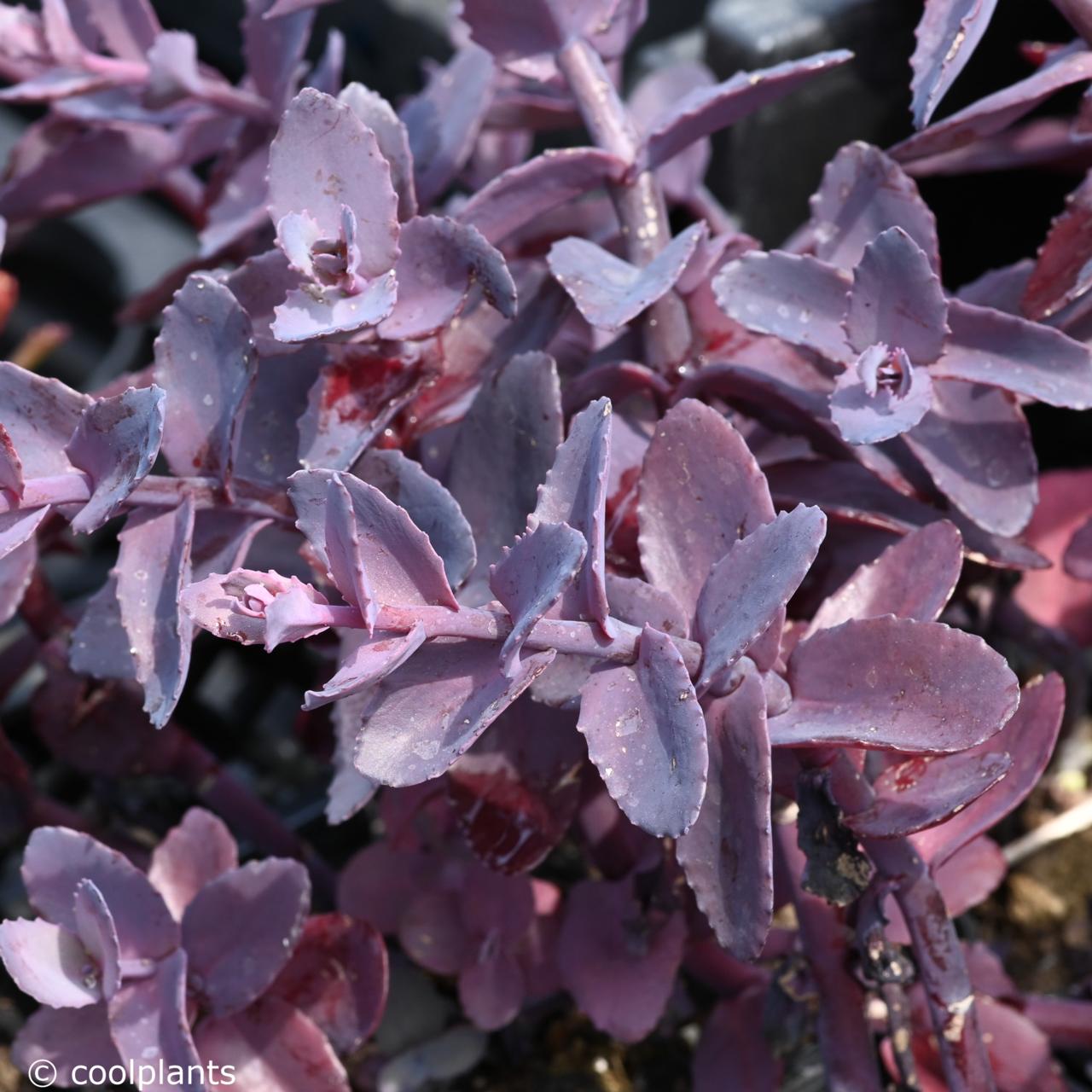 Sedum 'Mojave Jewels Ruby' plant