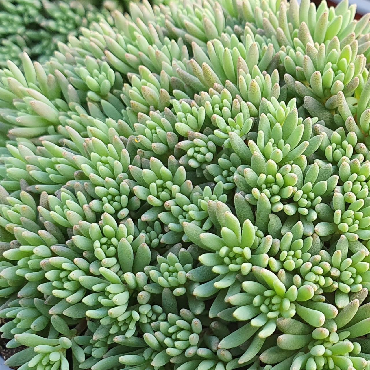 Sedum nevii 'Silver Frost' plant