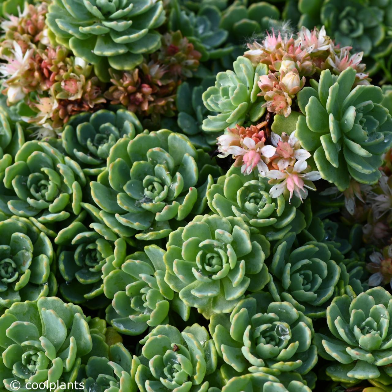 Sedum pachyclados plant