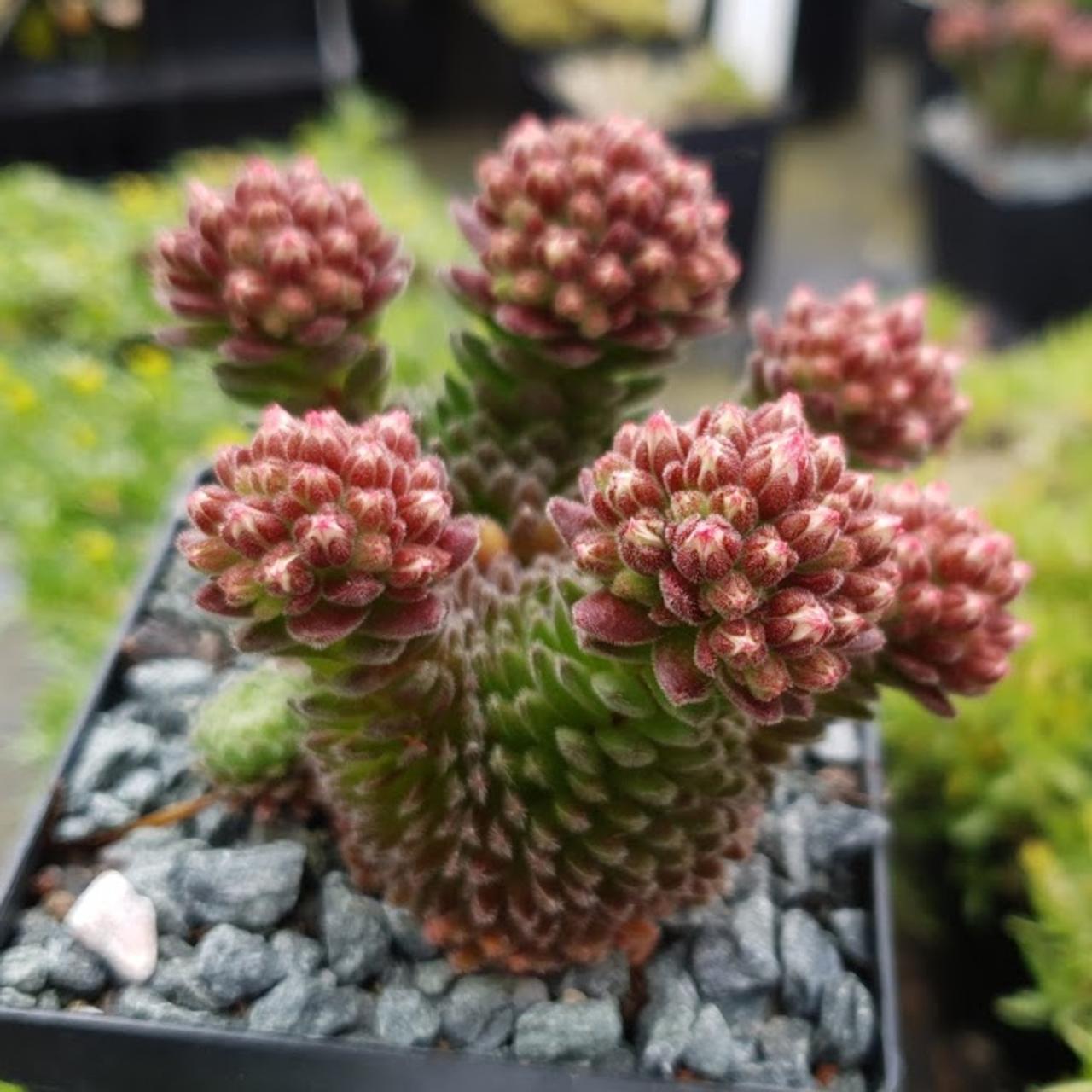 Sedum pilosum plant