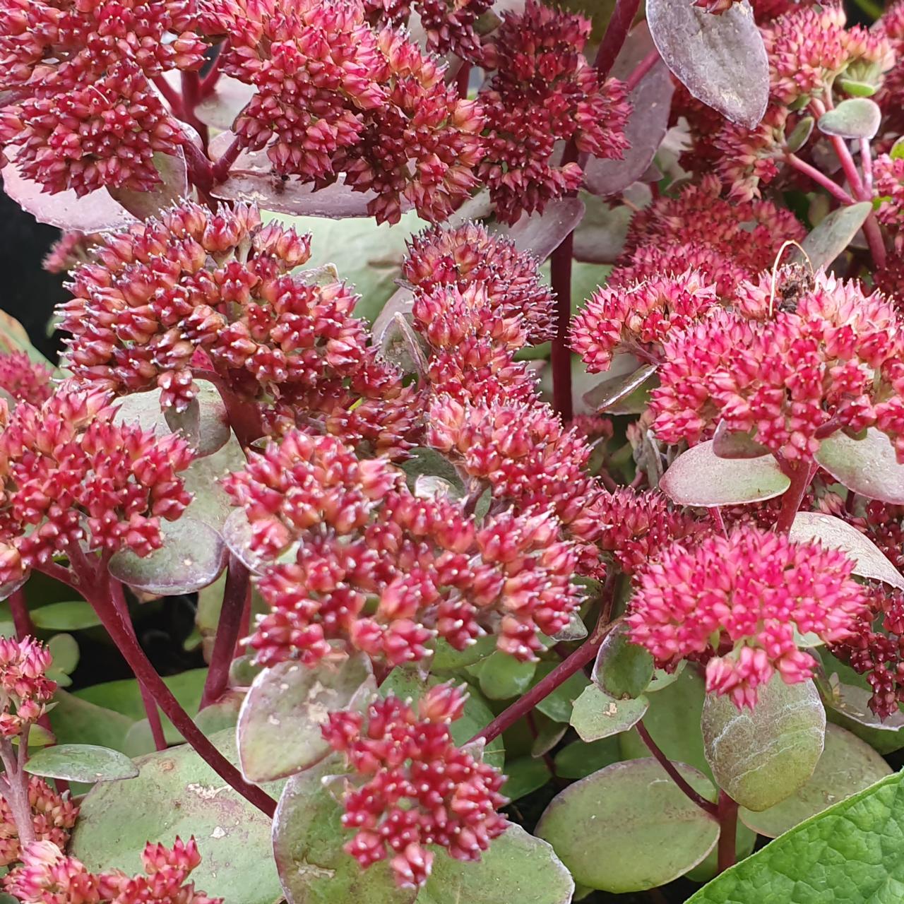 Sedum 'Red Cauli' plant