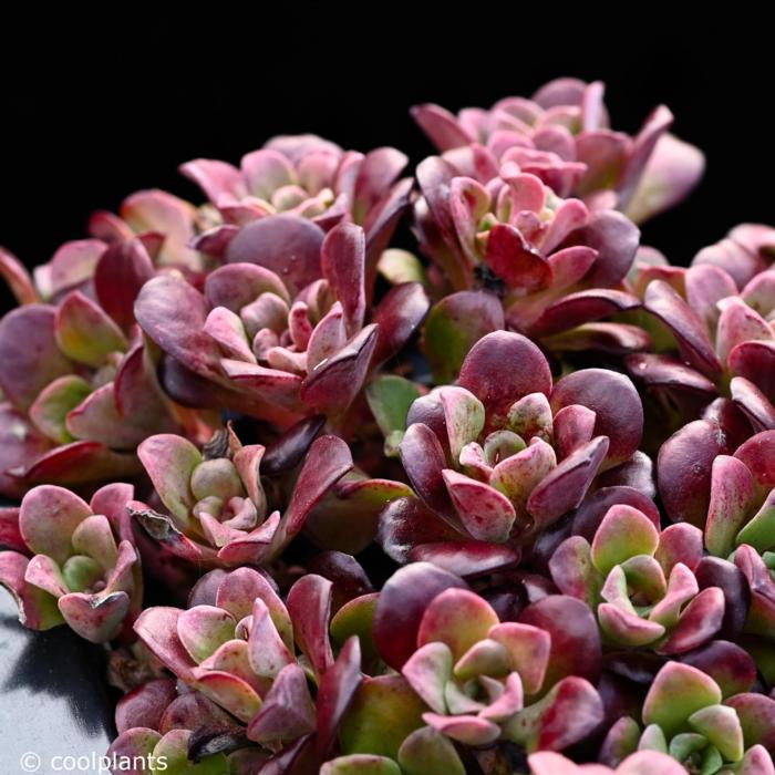 Sedum spathulifolium 'Darkness' plant