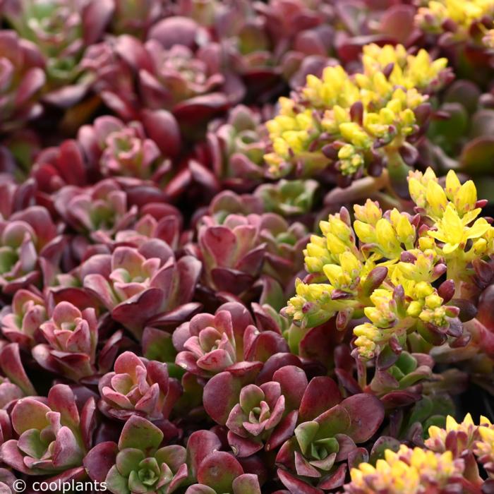 Sedum spathulifolium 'Darkness' plant