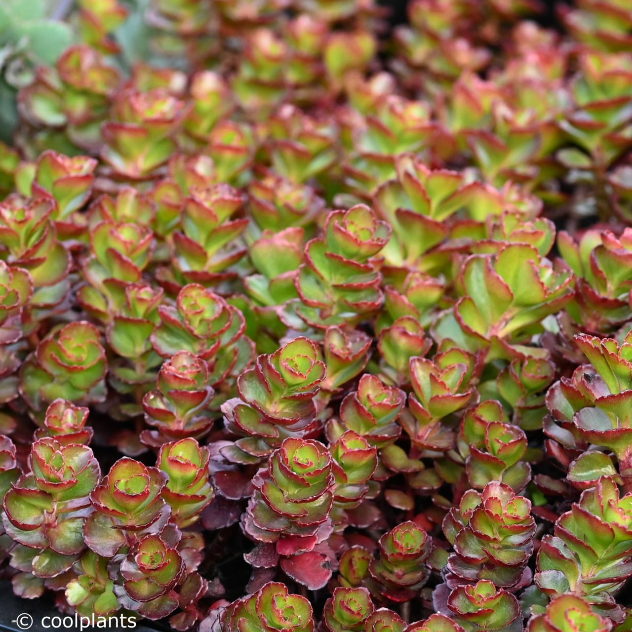 Sedum spurium 'Fuldaglut' plant