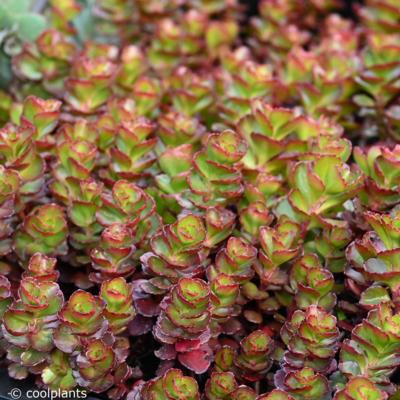 sedum-spurium-fuldaglut