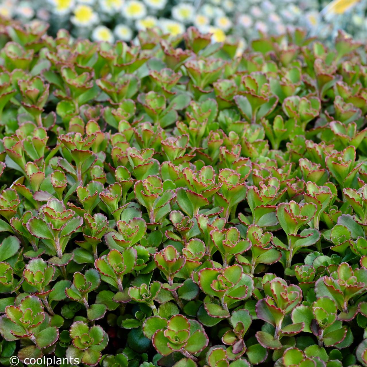 Sedum spurium 'Purple Winter' plant