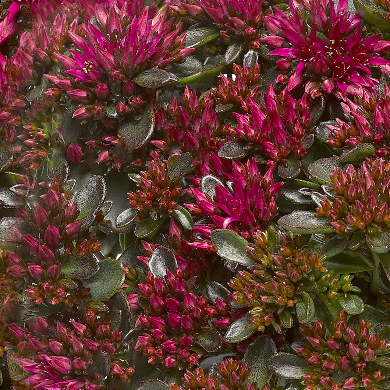 Sedum spurium 'Spot on Deep Rose' plant